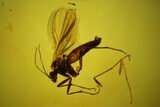 Detail Fossil Fly (Diptera) In Baltic Amber #128360-3